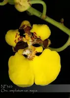Onc. ampliatum var. majus ' Note : Limited '