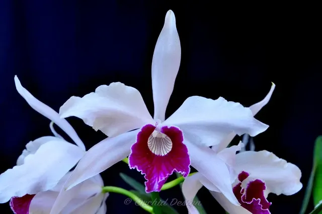 Cattleya purpurata 'roxo violeta' (Cattleya)