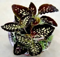 Cystorchis stenoglossa “Batik” (1 plant)