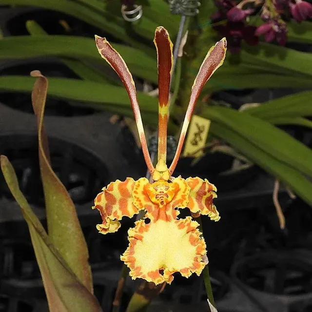 Psychopsis papilio (Psychopsis)