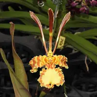 Orchid Oncidium Psychopsis papillio Live PLant