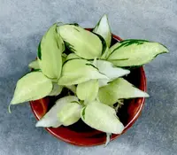 Goodyera malipoensis ''Variegata''(1 plants)