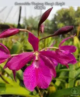 Gvl. Pingtung Wang's Knight (Bsn. Maikai x E. cordigera) (M483) (Hybrid) Gvl.=Guarvolclia / Bsn.=Brassanthe / E.=Encyclia