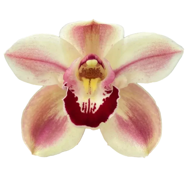 Cymbidium Kimberly Splash 'Teepee' (Cymbidium)