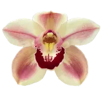 100mm Cymbidium Orchid clone Kimberly Splash 'Teepee'
