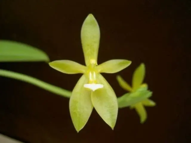 Phalaenopsis cornu-cervi alba 'Small'