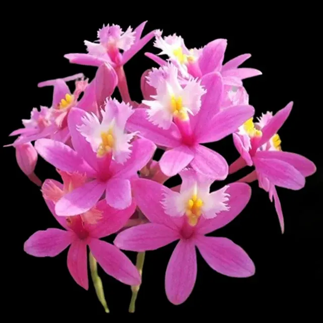 Epidendrum Sister My Love