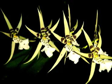 Miltassia Phoenix Rising 'White Light' (Miltassia)
