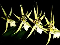 Miltassia Phoenix Rising 'White Light'