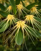 Bulbophyllum vaginatum