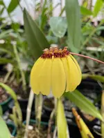 Bulbophyllum Supat Worawongwasu (Bulb. mastersianum × Bulb. loherianum) – yellow flowers