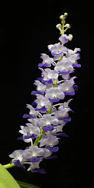 Rhynchostylis coelestis (Rhynchostylis)