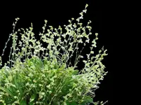 Stelis pusilla