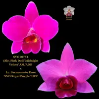 Cattleya Orchid Hybrid SVO10751 (Slc. Pink Doll 'Midnight Velvet' AM/AOS x Lc. Sacramento Rose 'SVO Royal Purple' HCC/AOS)