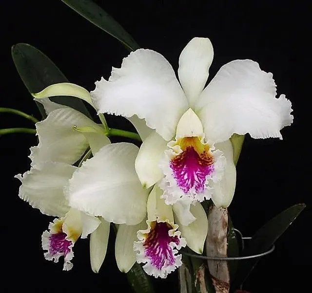 Cattleya mossiae var semi alba