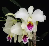 Cattleya mossiae var. semi alba