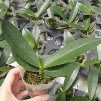 Phalaenopsis Little Emperor '560' (peloric 2 eyes) 2.5" Fragrant