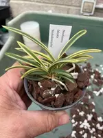 Neofinetia falcata ‘Nishidemiyako’