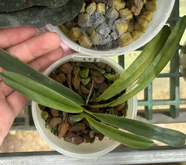 Paphiopedilum helenae (Paphiopedilum)