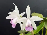 Cattleya intermedia marginata amethystina ‘Atacaduna’ two blooming leads!