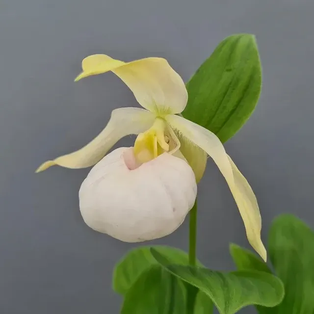 Cypripedium 'Birgit Pastel'