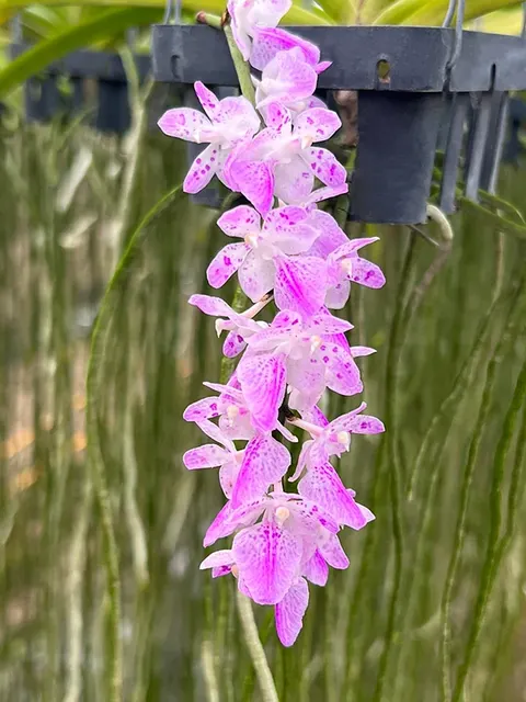 Noid Aerides (Aerides)