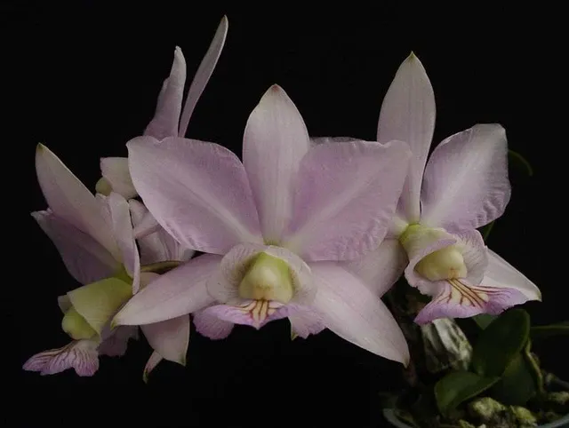 Cattleya nobilior var. amaliae × Perfection 'HIF'