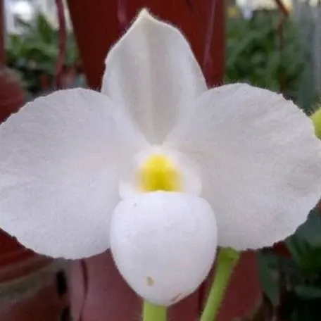 Paphiopedilum delenatii var. album × sib (Paphiopedilum)