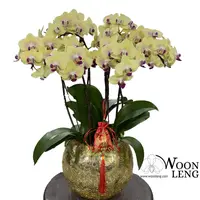 4 phalaenopsis in 1 pot