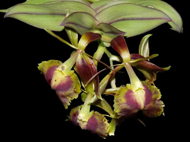 Epidendrum Cotacachi (Epidendrum)