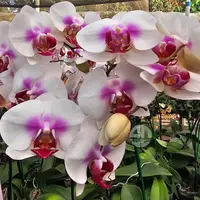 Phalaenopsis Orchid 1545 Mature Plant With Bud/Flower