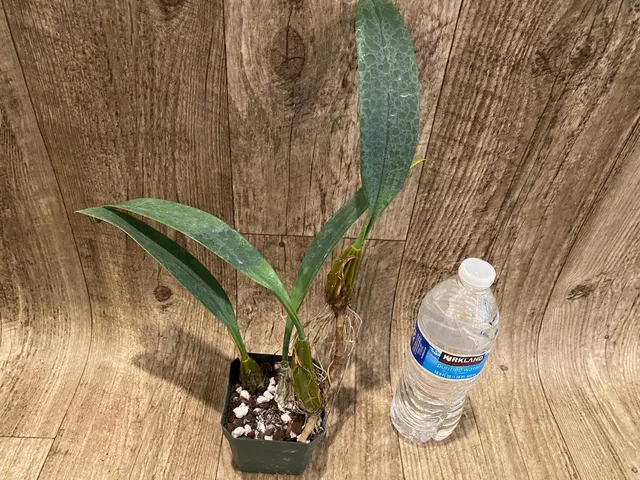 Bulbophyllum longiflorum 'Crown Point'