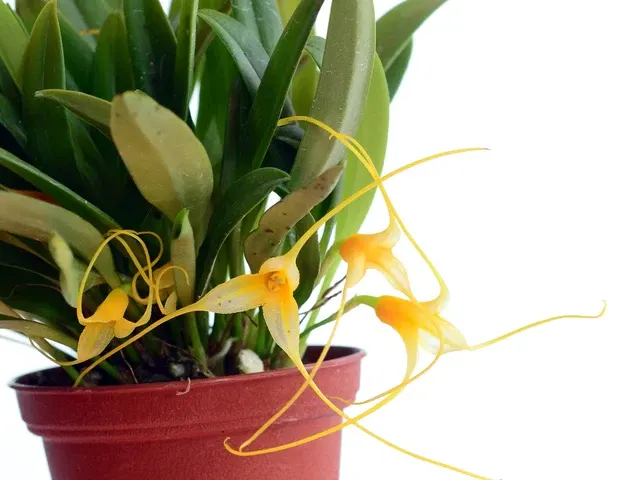 Masdevallia leonardoi (Masdevallia)
