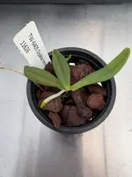 Dyakia hendersoniana