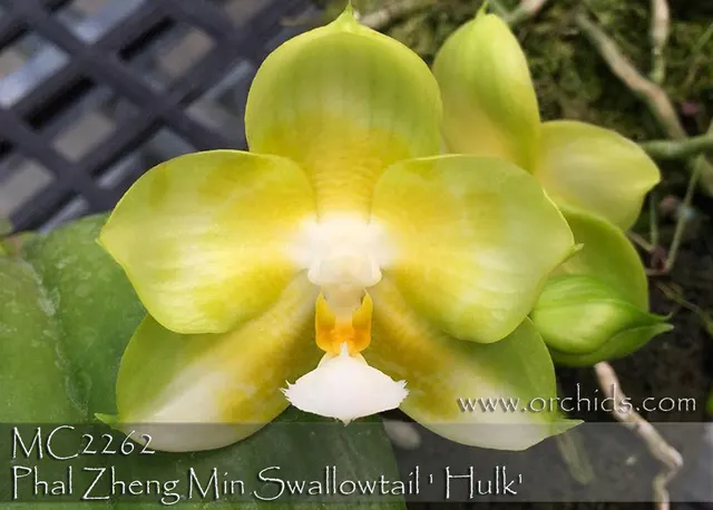 Phalaenopsis Zheng Min Swallowtail 'Hulk , Note : First Release In USA .' (Phalaenopsis)
