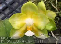 Phal Zheng Min Swallowtail 'Hulk , Note : First release in USA . ' (Yungho Gelb Canary ' x Chang Maw Evergreen )
