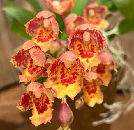 Oncidium Lava Burst Sunrise