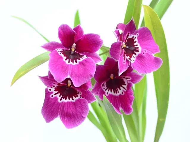 Miltoniopsis Evelyn Crumpley (Miltoniopsis)