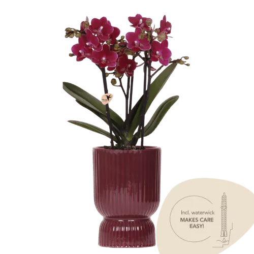 Phalaenopsis Chamonix (Phalaenopsis)