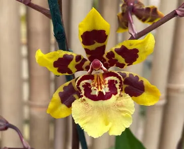 Oncostele Wildcat 'Garfield'