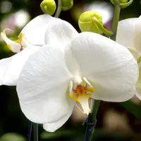 Phalaenopsis Sogo Yukidian 'V3' (White Florious) - floarea XXL — cu flori - 1 tija, ghiveci 12 cm