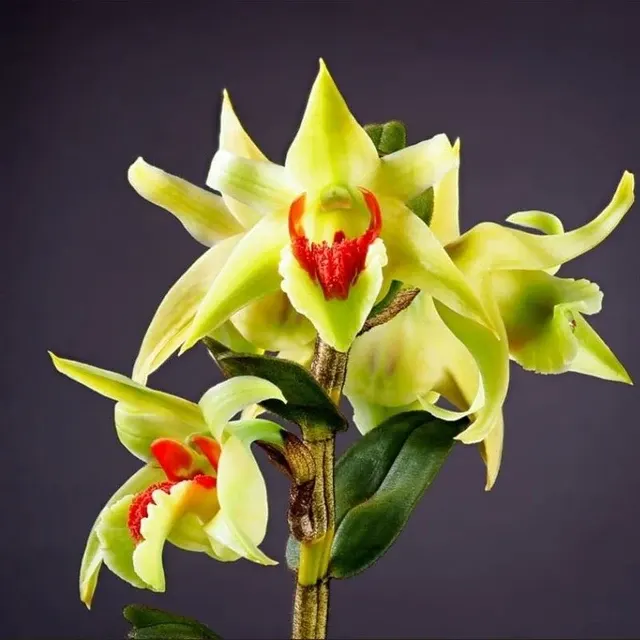 Dendrobium suzukii (Dendrobium)