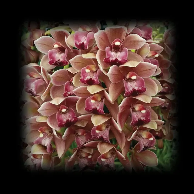 Cymbidium Paradisian Tango 'Last Dance'