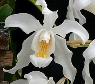 Coelogyne cristata (Coelogyne)