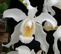 Coelogyne cristata — BS / Nonblooming