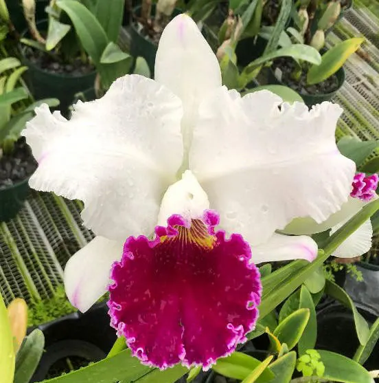 Laeliocattleya Chian-Tzy Mildcompton 'K.W.' (Laeliocattleya)