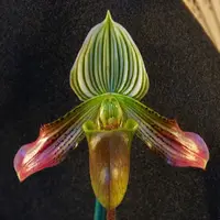 Paph. urbanianum - MS