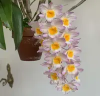 Dendrobium farmeri Pink Form