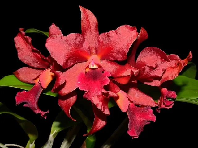 Cattlianthe India Rose Sherwood