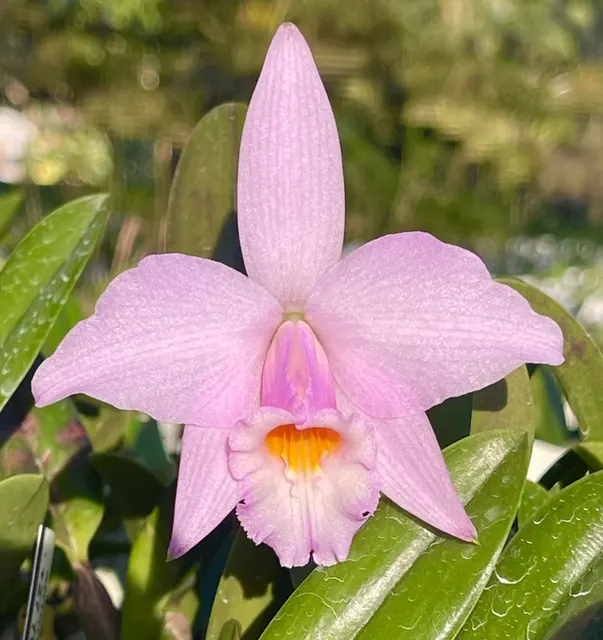 Cattleya Kruger Daybreak (Cattleya)